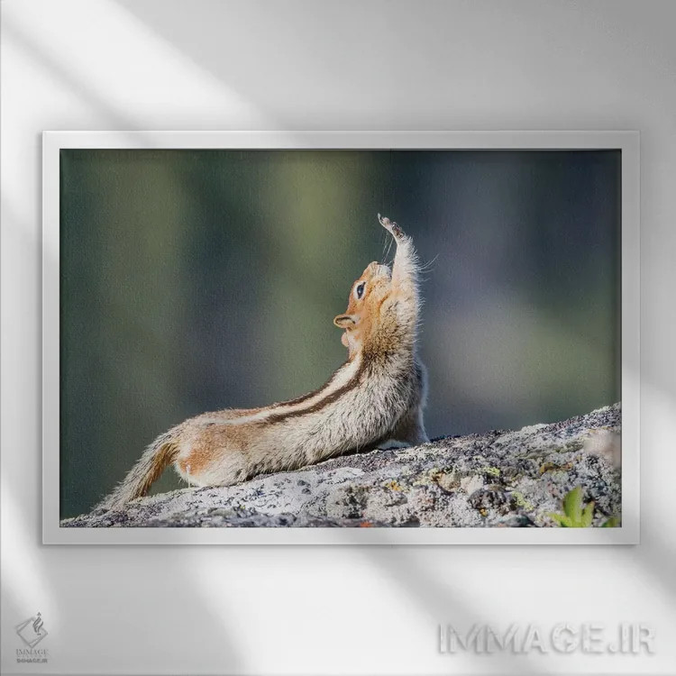 تابلو وایومینگ، شهرستان سابلت. سنجاب زمینی با یقه طلایی که کش میآید گویی دست برای سلام بلند دراز کرده است اثر الیزابت بوم - نمای قابدار سفید