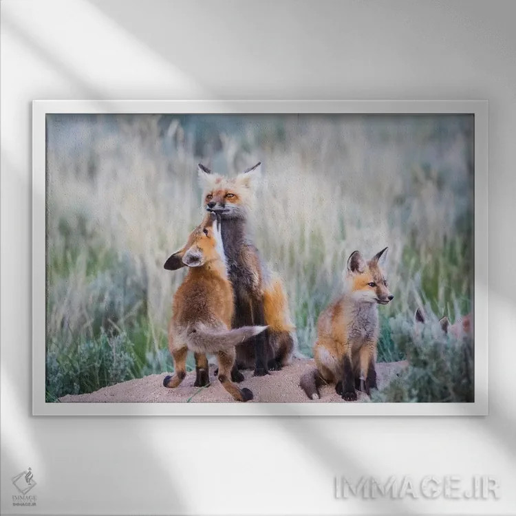 تابلو وایومینگ، شهرستان سابلت. توله روباه سرخ با بوسهای از مادرش استقبال میکند هنگام بازگشت او به لانه اثر الیزابت بوم - نمای قابدار سفید