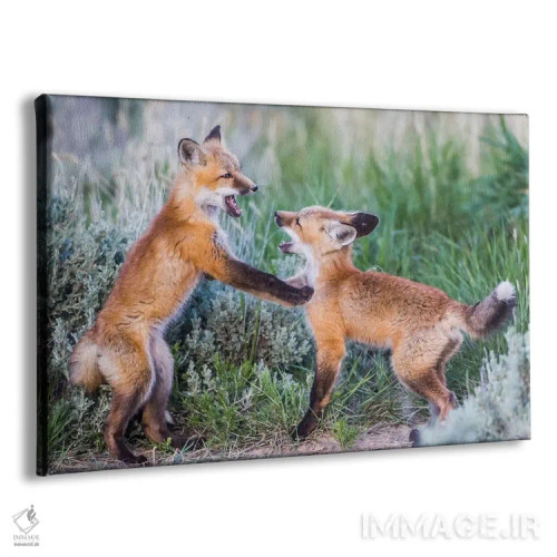 تابلو وایومینگ، شهرستان سابلت. دو توله روباه سرخ در بوتههای مریمگلی نزدیک لانهشان بازی میکنند اثر الیزابت بوم - نمای پرسپکتیو محصول