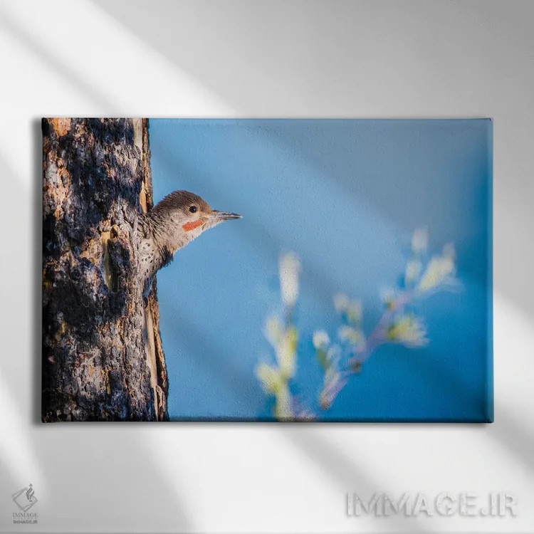 تابلو وایومینگ، شهرستان سابلت. نر جوان فلیکر شمالی از حفرهٔ لانهاش سرک میکشد اثر الیزابت بوم - نمای روبهرو روی دیوار