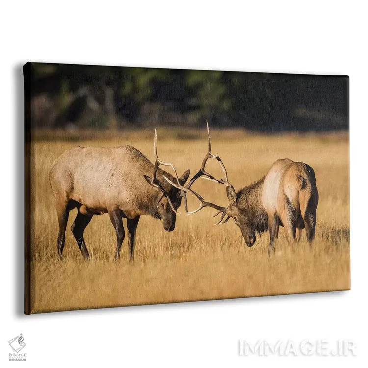 تابلو وایومینگ، پارک ملی یلواستون، دو گوزن نر جوان در چمنزارهای پاییزی برای برتری رقابت میکنند اثر الیزابت بوم - نمای پرسپکتیو محصول