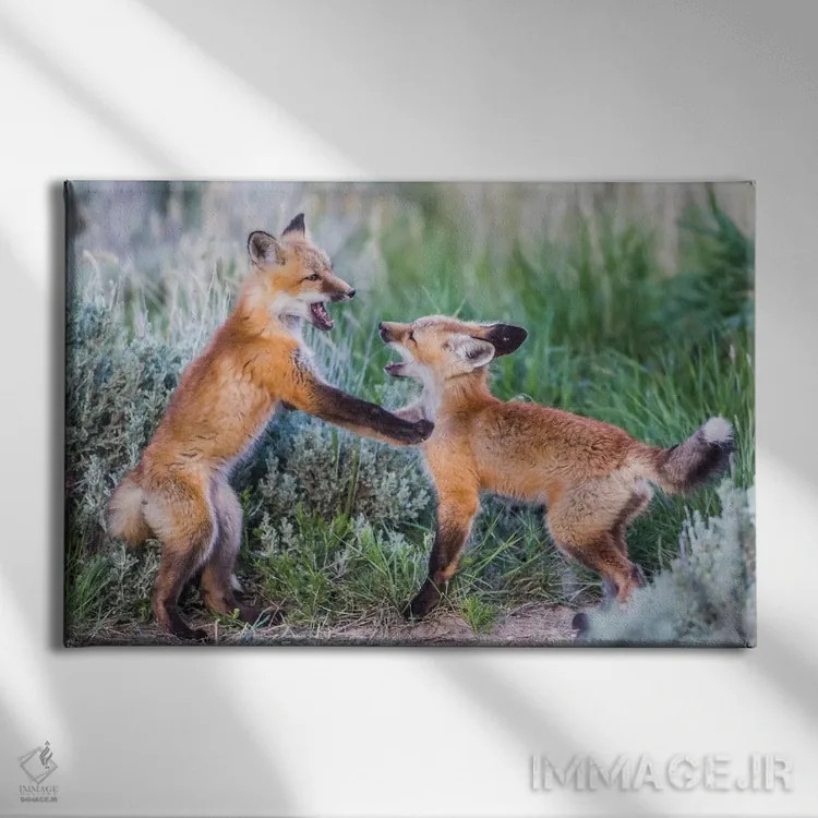 تابلو وایومینگ، شهرستان سابلت. دو توله روباه سرخ در بوتههای مریمگلی نزدیک لانهشان بازی میکنند اثر الیزابت بوم - نمای روبهرو روی دیوار