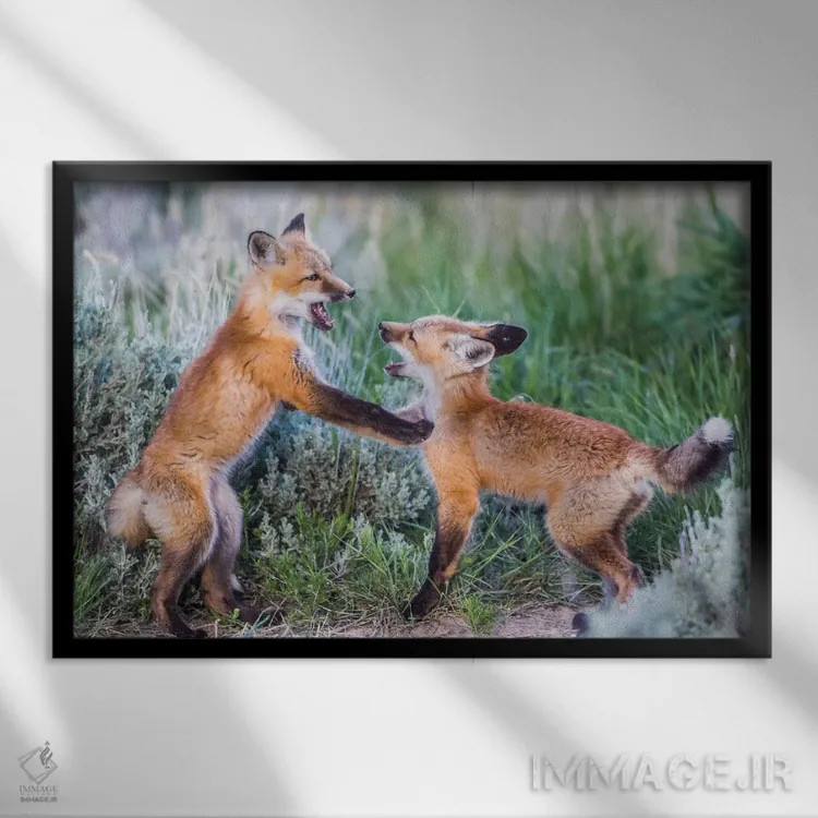 تابلو وایومینگ، شهرستان سابلت. دو توله روباه سرخ در بوتههای مریمگلی نزدیک لانهشان بازی میکنند اثر الیزابت بوم - نمای قابدار مشکی