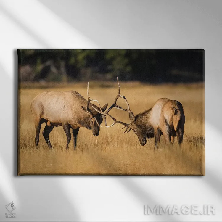 تابلو وایومینگ، پارک ملی یلواستون، دو گوزن نر جوان در چمنزارهای پاییزی برای برتری رقابت میکنند اثر الیزابت بوم - نمای روبهرو روی دیوار