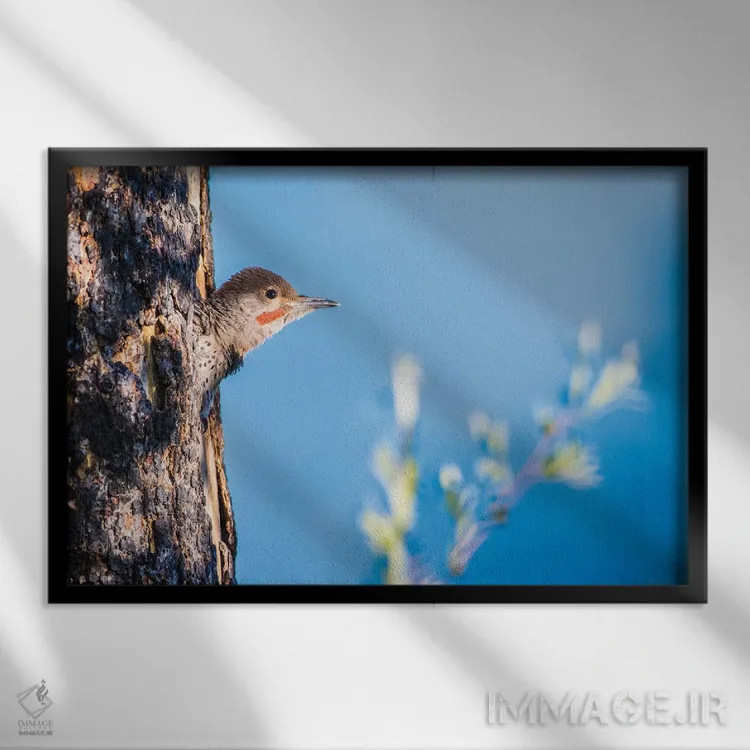 تابلو وایومینگ، شهرستان سابلت. نر جوان فلیکر شمالی از حفرهٔ لانهاش سرک میکشد اثر الیزابت بوم - نمای قابدار مشکی