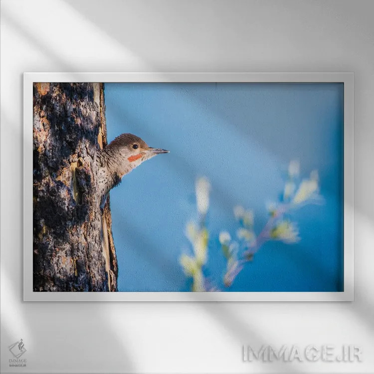 تابلو وایومینگ، شهرستان سابلت. نر جوان فلیکر شمالی از حفرهٔ لانهاش سرک میکشد اثر الیزابت بوم - نمای قابدار سفید