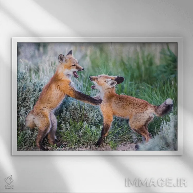 تابلو وایومینگ، شهرستان سابلت. دو توله روباه سرخ در بوتههای مریمگلی نزدیک لانهشان بازی میکنند اثر الیزابت بوم - نمای قابدار سفید