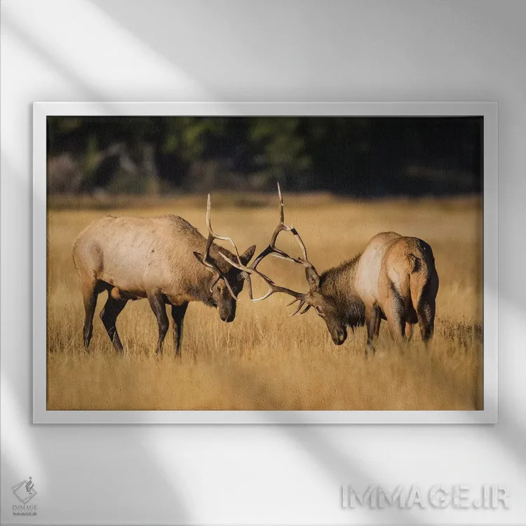 تابلو وایومینگ، پارک ملی یلواستون، دو گوزن نر جوان در چمنزارهای پاییزی برای برتری رقابت میکنند اثر الیزابت بوم - نمای قابدار سفید