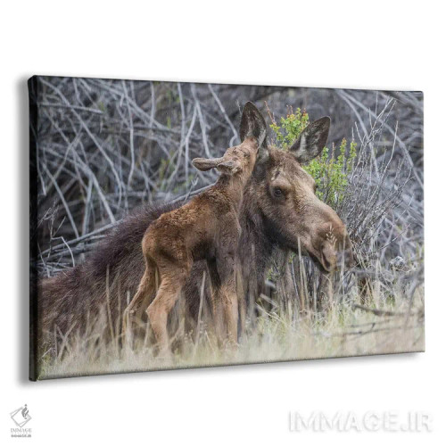 تابلو آمریکا، وایومینگ، گوساله تازه متولد شده گوزن موس کنار مادرش در میان بوتههای بید نوازش میکند اثر الیزابت بوم - نمای پرسپکتیو محصول