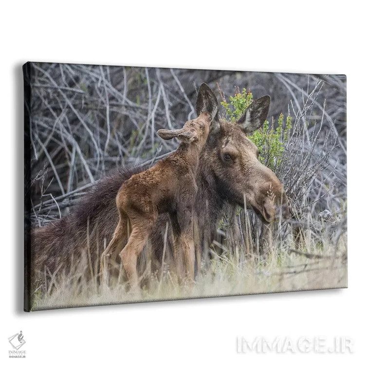 تابلو آمریکا، وایومینگ، گوساله تازه متولد شده گوزن موس کنار مادرش در میان بوتههای بید نوازش میکند اثر الیزابت بوم - نمای پرسپکتیو محصول