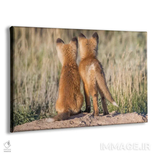 تابلو دو توله روباه جوان از لانه منتظر بازگشت پدر یا مادر خود با غذا هستند، آمریکا، وایومینگ، شهرستان سابلت اثر الیزابت بوم - نمای پرسپکتیو محصول