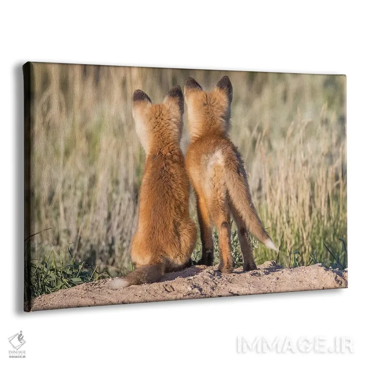 تابلو دو توله روباه جوان از لانه منتظر بازگشت پدر یا مادر خود با غذا هستند، آمریکا، وایومینگ، شهرستان سابلت اثر الیزابت بوم - نمای پرسپکتیو محصول