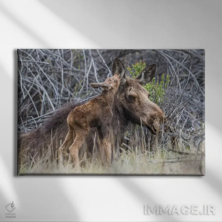 تابلو آمریکا، وایومینگ، گوساله تازه متولد شده گوزن موس کنار مادرش در میان بوتههای بید نوازش میکند اثر الیزابت بوم - نمای روبهرو روی دیوار