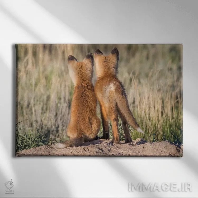 تابلو دو توله روباه جوان از لانه منتظر بازگشت پدر یا مادر خود با غذا هستند، آمریکا، وایومینگ، شهرستان سابلت اثر الیزابت بوم - نمای روبهرو روی دیوار