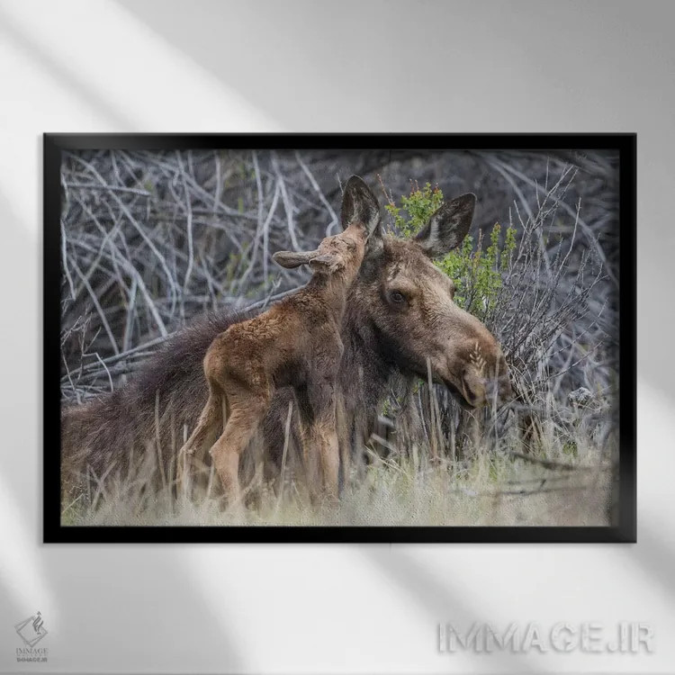 تابلو آمریکا، وایومینگ، گوساله تازه متولد شده گوزن موس کنار مادرش در میان بوتههای بید نوازش میکند اثر الیزابت بوم - نمای قابدار مشکی