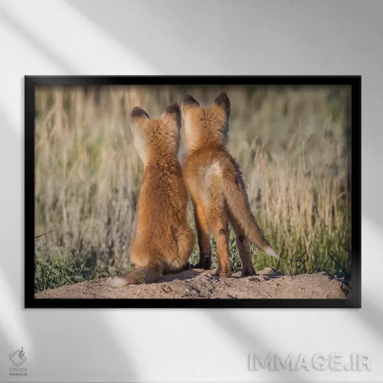 تابلو دو توله روباه جوان از لانه منتظر بازگشت پدر یا مادر خود با غذا هستند، آمریکا، وایومینگ، شهرستان سابلت اثر الیزابت بوم - نمای قابدار مشکی