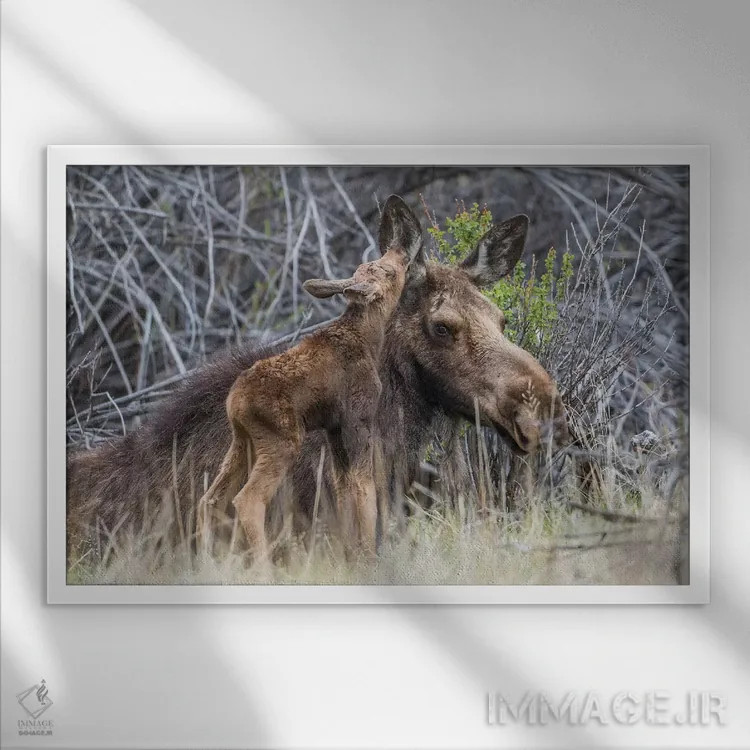 تابلو آمریکا، وایومینگ، گوساله تازه متولد شده گوزن موس کنار مادرش در میان بوتههای بید نوازش میکند اثر الیزابت بوم - نمای قابدار سفید
