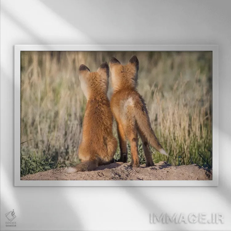 تابلو دو توله روباه جوان از لانه منتظر بازگشت پدر یا مادر خود با غذا هستند، آمریکا، وایومینگ، شهرستان سابلت اثر الیزابت بوم - نمای قابدار سفید