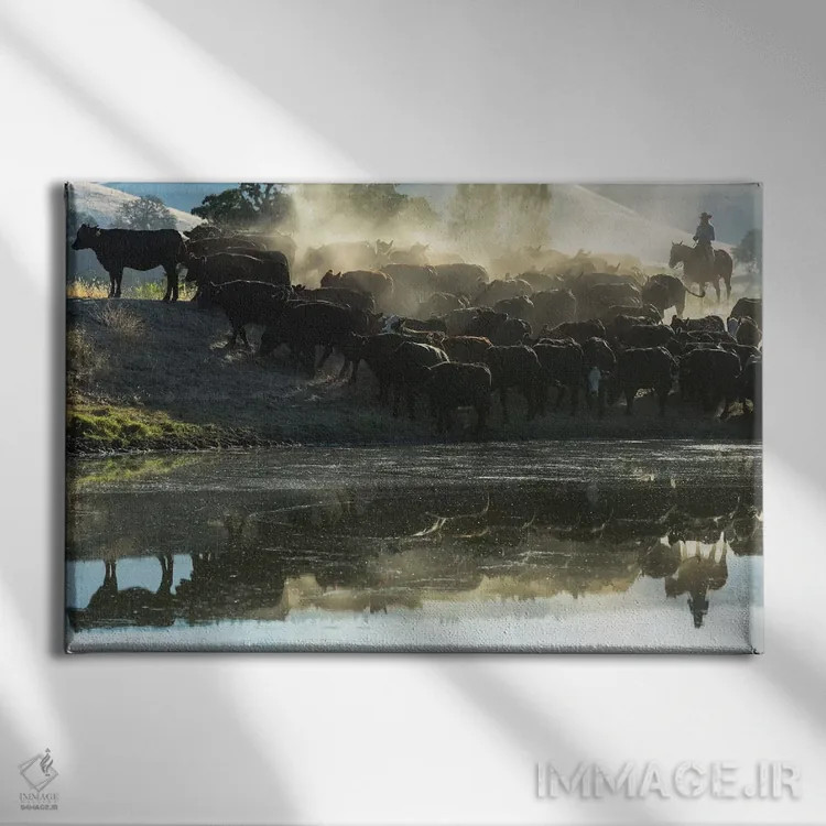 تابلو آمریکا، کالیفرنیا، پارکفیلد، مزرعهٔ V6، گاوچران دختر با گاوها، بازتاب در آبگیر اثر الن کلارک - نمای روبهرو روی دیوار