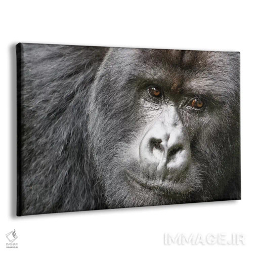 تابلو آفریقا، رواندا، پارک ملی آتشفشانها. پرترهٔ گوریل کوهستانی نر یک اثر الن گاف - نمای پرسپکتیو محصول