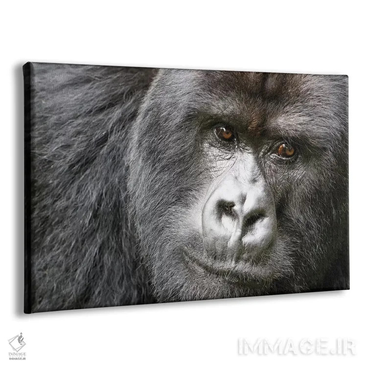 تابلو آفریقا، رواندا، پارک ملی آتشفشانها. پرترهٔ گوریل کوهستانی نر یک اثر الن گاف - نمای پرسپکتیو محصول