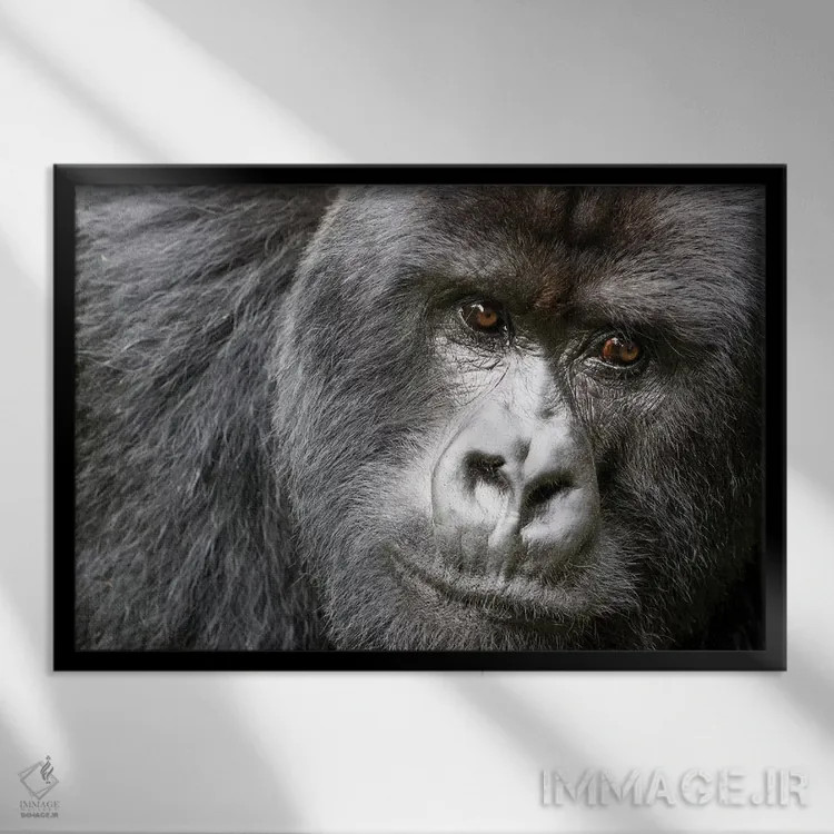 تابلو آفریقا، رواندا، پارک ملی آتشفشانها. پرترهٔ گوریل کوهستانی نر یک اثر الن گاف - نمای قابدار مشکی