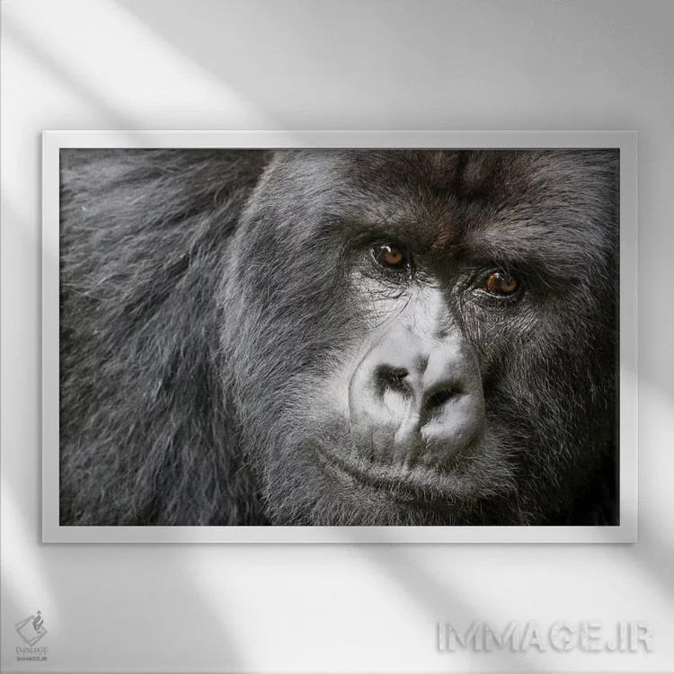 تابلو آفریقا، رواندا، پارک ملی آتشفشانها. پرترهٔ گوریل کوهستانی نر یک اثر الن گاف - نمای قابدار سفید