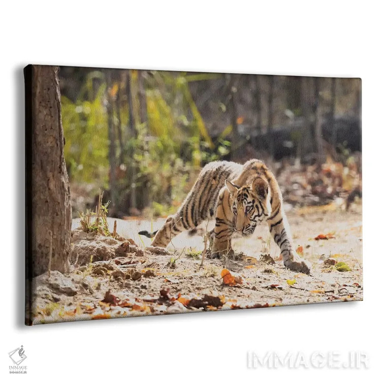تابلو هند، مادیا پرادش، پارک ملی بندهاوگار. توله ببر بنگال با دقت به دنبال شکار چیزی است اثر الن گاف - نمای پرسپکتیو محصول