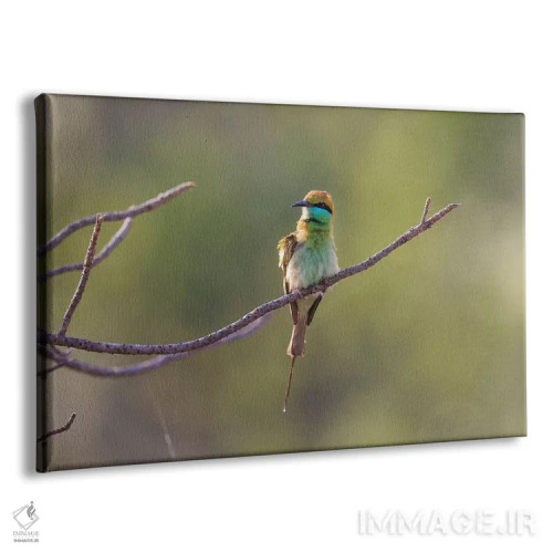 تابلو هند، مادیا پرادش، پارک ملی بندهاوگار. زنبورخوار سبز خود را روی شاخهای کوچک پُف کرده است اثر الن گاف - نمای پرسپکتیو محصول