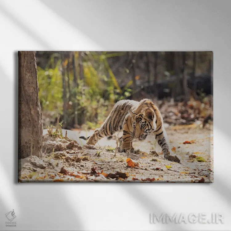 تابلو هند، مادیا پرادش، پارک ملی بندهاوگار. توله ببر بنگال با دقت به دنبال شکار چیزی است اثر الن گاف - نمای روبهرو روی دیوار