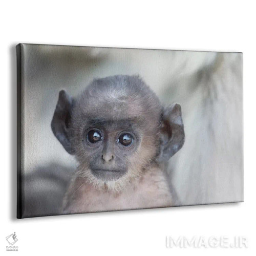 تابلو هند، مادیا پرادش، پارک ملی کانها. نمای نزدیک سر لنگور دشتهای شمالی جوان اثر الن گاف - نمای پرسپکتیو محصول