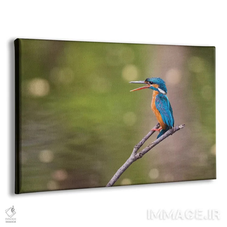 تابلو هند، مادیا پرادش، پارک ملی بندهاوگار. ماهیخورک روی شاخهای نشسته و جفتش را صدا میزند اثر الن گاف - نمای پرسپکتیو محصول