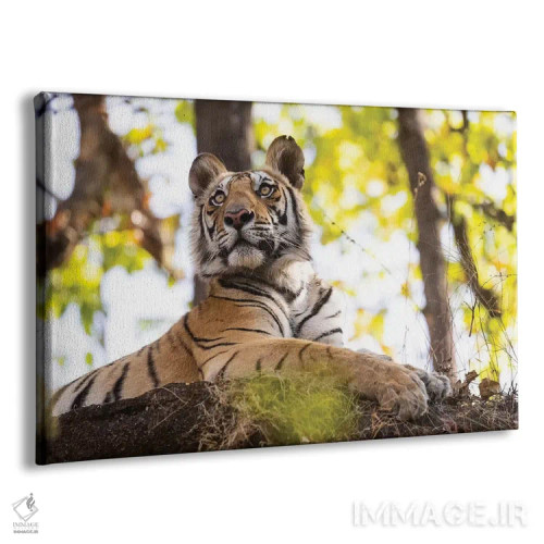 تابلو هند، مادیا پرادش، پارک ملی بندهاوگار. ببر بنگال جوان از فراز تختهسنگی بلند نظاره میکند اثر الن گاف - نمای پرسپکتیو محصول