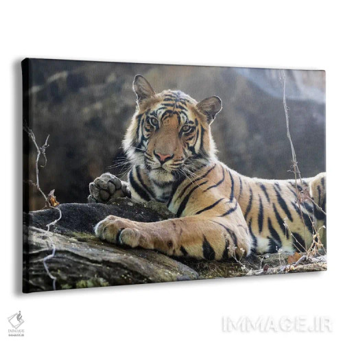 تابلو هند، مادیا پرادش، پارک ملی بندهاوگار. ببر بنگال جوان روی تختهسنگی خنک استراحت میکند اثر الن گاف - نمای پرسپکتیو محصول