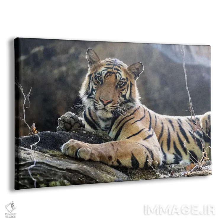 تابلو هند، مادیا پرادش، پارک ملی بندهاوگار. ببر بنگال جوان روی تختهسنگی خنک استراحت میکند اثر الن گاف - نمای پرسپکتیو محصول