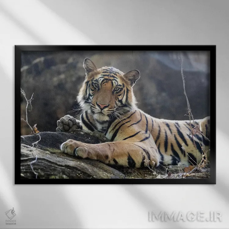 تابلو هند، مادیا پرادش، پارک ملی بندهاوگار. ببر بنگال جوان روی تختهسنگی خنک استراحت میکند اثر الن گاف - نمای قابدار مشکی