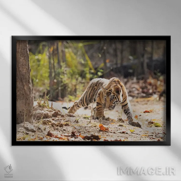 تابلو هند، مادیا پرادش، پارک ملی بندهاوگار. توله ببر بنگال با دقت به دنبال شکار چیزی است اثر الن گاف - نمای قابدار مشکی