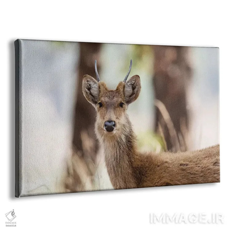 تابلو هند، مادیا پرادش، پارک ملی کانها. نمای نزدیک سر گوزن باراسینگای نر جوان اثر الن گاف - نمای پرسپکتیو محصول