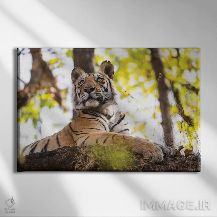 تابلو هند، مادیا پرادش، پارک ملی بندهاوگار. ببر بنگال جوان از فراز تختهسنگی بلند نظاره میکند اثر الن گاف - نمای روبهرو روی دیوار