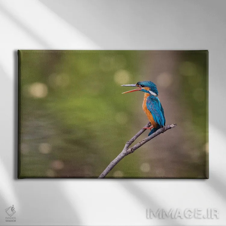 تابلو هند، مادیا پرادش، پارک ملی بندهاوگار. ماهیخورک روی شاخهای نشسته و جفتش را صدا میزند اثر الن گاف - نمای روبهرو روی دیوار