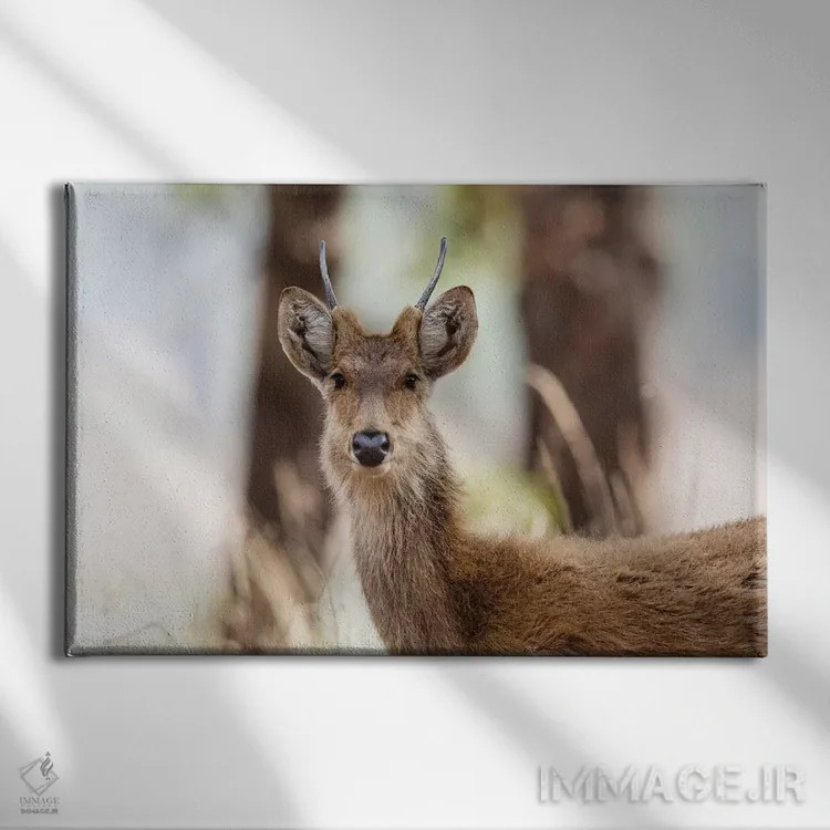 تابلو هند، مادیا پرادش، پارک ملی کانها. نمای نزدیک سر گوزن باراسینگای نر جوان اثر الن گاف - نمای روبهرو روی دیوار
