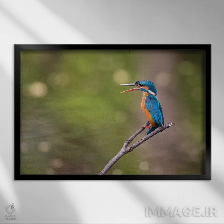 تابلو هند، مادیا پرادش، پارک ملی بندهاوگار. ماهیخورک روی شاخهای نشسته و جفتش را صدا میزند اثر الن گاف - نمای قابدار مشکی