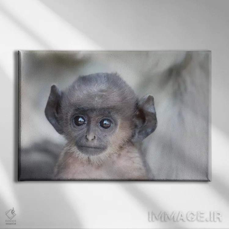 تابلو هند، مادیا پرادش، پارک ملی کانها. نمای نزدیک سر لنگور دشتهای شمالی جوان اثر الن گاف - نمای روبهرو روی دیوار