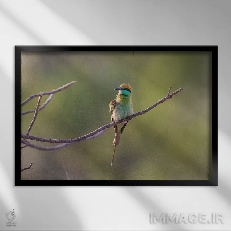 تابلو هند، مادیا پرادش، پارک ملی بندهاوگار. زنبورخوار سبز خود را روی شاخهای کوچک پُف کرده است اثر الن گاف - نمای قابدار مشکی