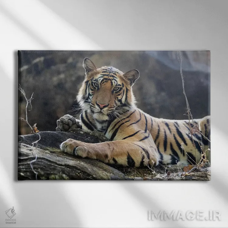 تابلو هند، مادیا پرادش، پارک ملی بندهاوگار. ببر بنگال جوان روی تختهسنگی خنک استراحت میکند اثر الن گاف - نمای روبهرو روی دیوار