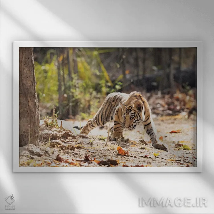 تابلو هند، مادیا پرادش، پارک ملی بندهاوگار. توله ببر بنگال با دقت به دنبال شکار چیزی است اثر الن گاف - نمای قابدار سفید