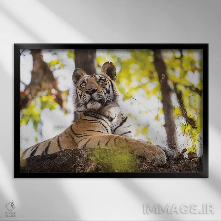 تابلو هند، مادیا پرادش، پارک ملی بندهاوگار. ببر بنگال جوان از فراز تختهسنگی بلند نظاره میکند اثر الن گاف - نمای قابدار مشکی