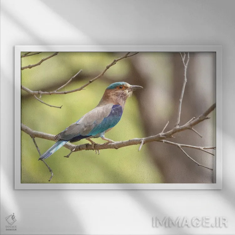 تابلو هند، مادیا پرادش، پارک ملی بندهاوگار. پرترهٔ سبزقبای هندی اثر الن گاف - نمای قابدار سفید