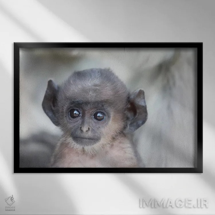 تابلو هند، مادیا پرادش، پارک ملی کانها. نمای نزدیک سر لنگور دشتهای شمالی جوان اثر الن گاف - نمای قابدار مشکی