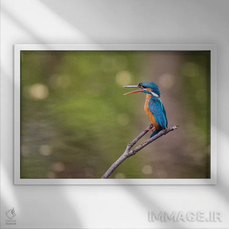 تابلو هند، مادیا پرادش، پارک ملی بندهاوگار. ماهیخورک روی شاخهای نشسته و جفتش را صدا میزند اثر الن گاف - نمای قابدار سفید